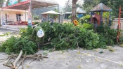Cắt tỉa cây đảm bảo an toàn trong mùa mưa bão